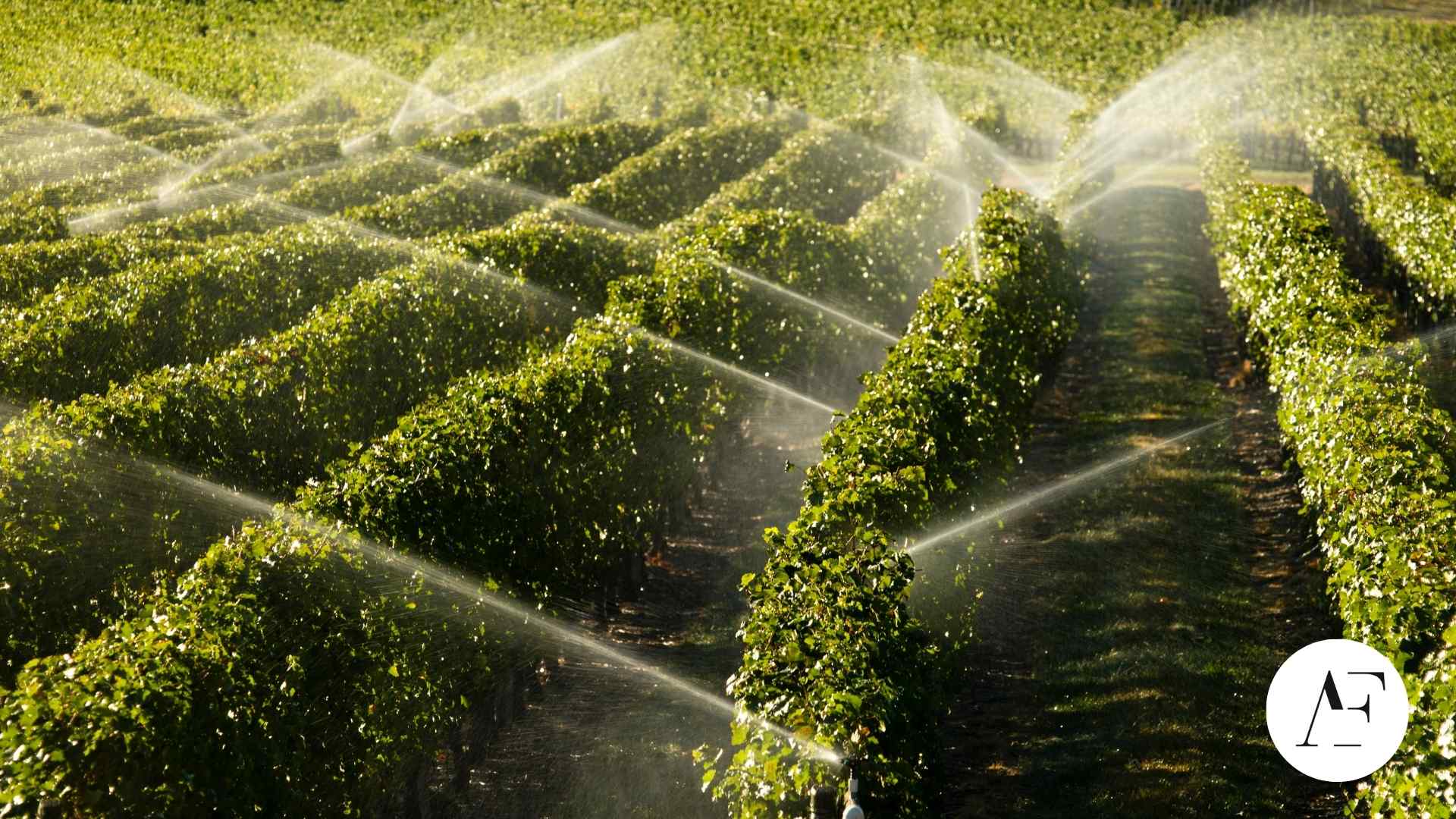Acqua e agricoltura: strategie e innovazione per un uso sostenibile